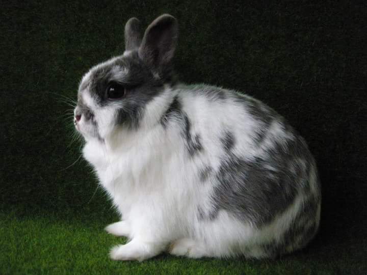 netherland dwarf rabbits breeder